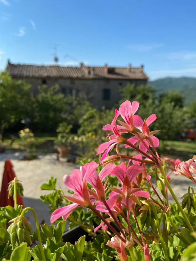 Agriturismo La Via Dell'Oliviera Ciciano Екстериор снимка
